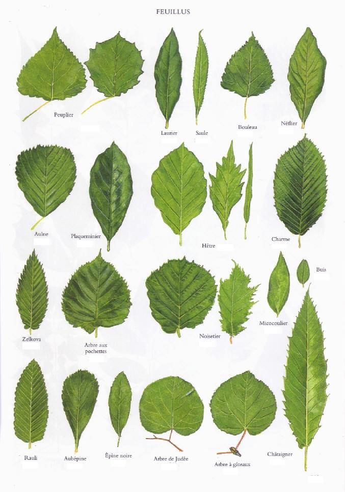 68 best Berry \ Leaf Patterns images on Pinterest Printables - editable leaf template 68 best Berry \ Leaf Patterns images on Pinterest Printables - editable leaf template