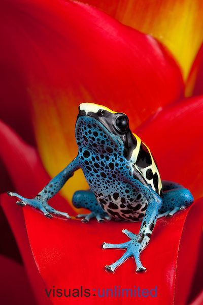 80 best Frösche images on Pinterest Frogs, Lizards and Reptiles - fresh coloring pages tree frog 80 best Frösche images on Pinterest Frogs, Lizards and Reptiles - fresh coloring pages tree frog
