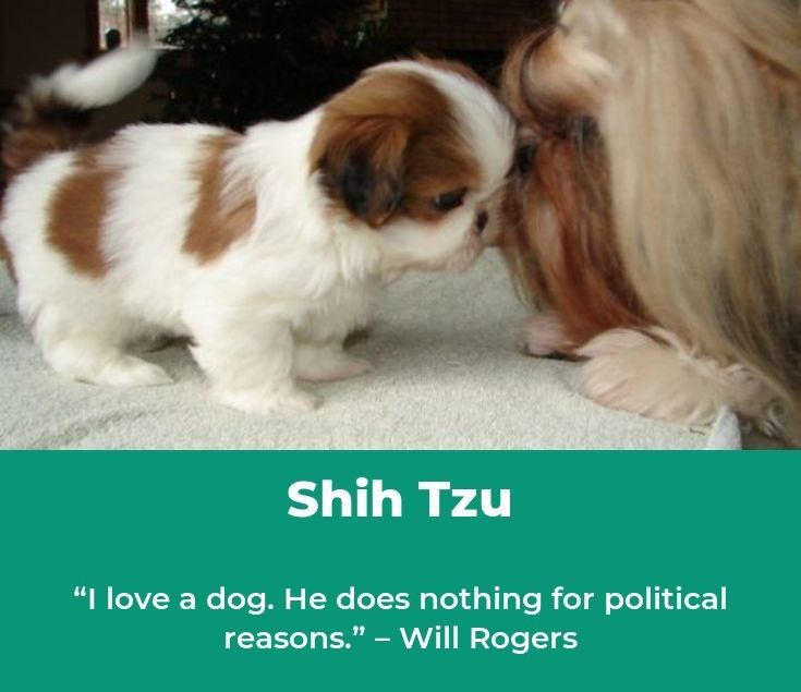 Shih Tzu Puppies Shihtzu Shihtzusofinstagram Shihtzulovers