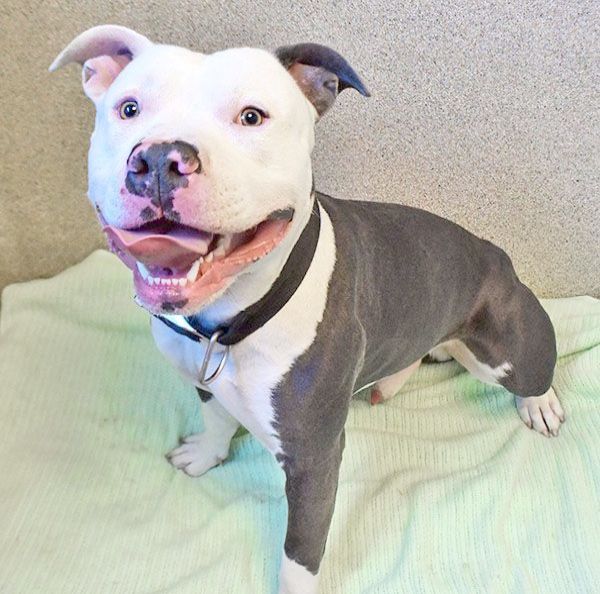 Awesome Pitbull Mixed With Poodle Sleepy Kitten Animal