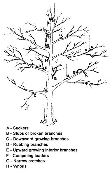 Apple trees for sale