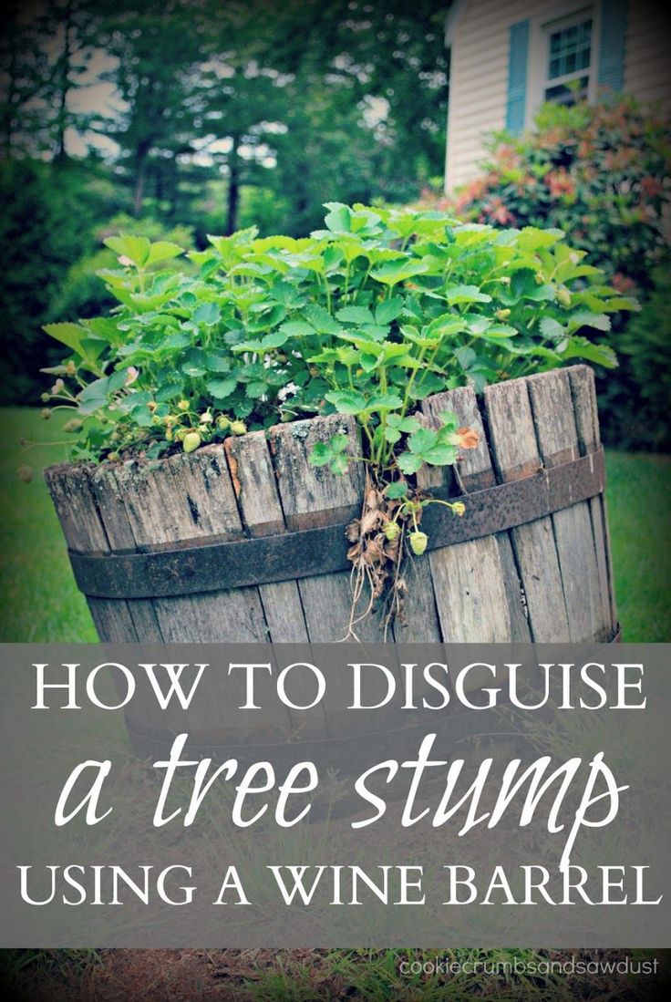 Image result for creative uses for old tree stumps in the ground | Tree