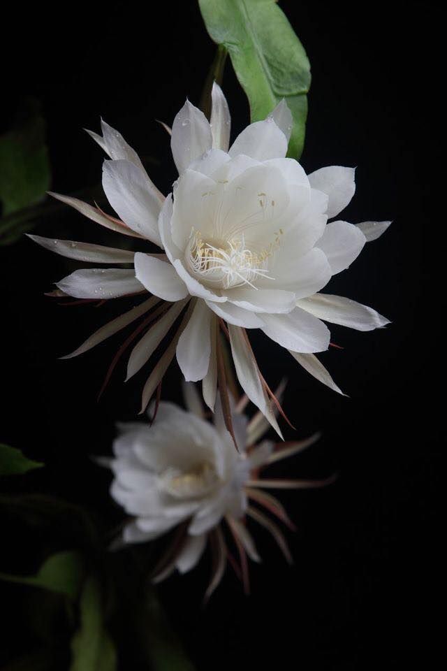 Forage 2 Hrs Night Blooming Cereus In All Its Glory Www Facebook Com Forageart Photos Pcb Night Blooming Flowers Orchid Cactus Night Flowers Forage 2 Hrs Night Blooming Cereus In All Its Glory Www Facebook Com Forageart Photos Pcb Night Blooming Flowers Orchid Cactus Night Flowers