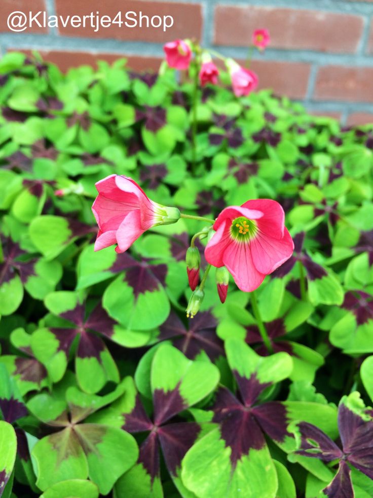 22 Best Four Leaf Clover Images On Pinterest C Four Leaf Clover