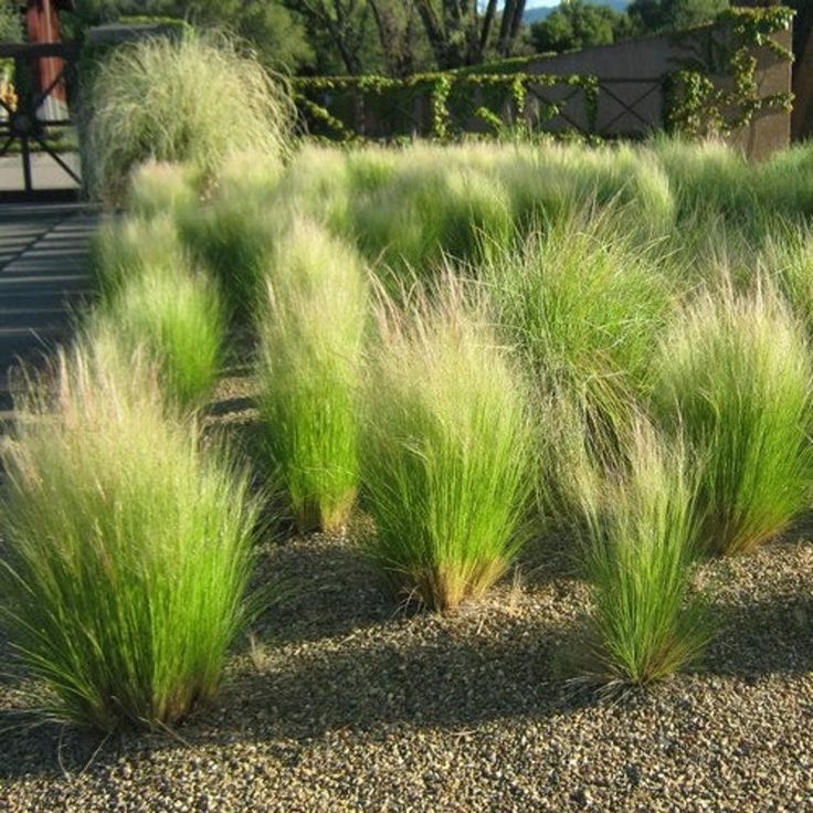 Mexican Feather Grass Seeds Stipa tenuissima 50Seeds | Etsy | Backyard