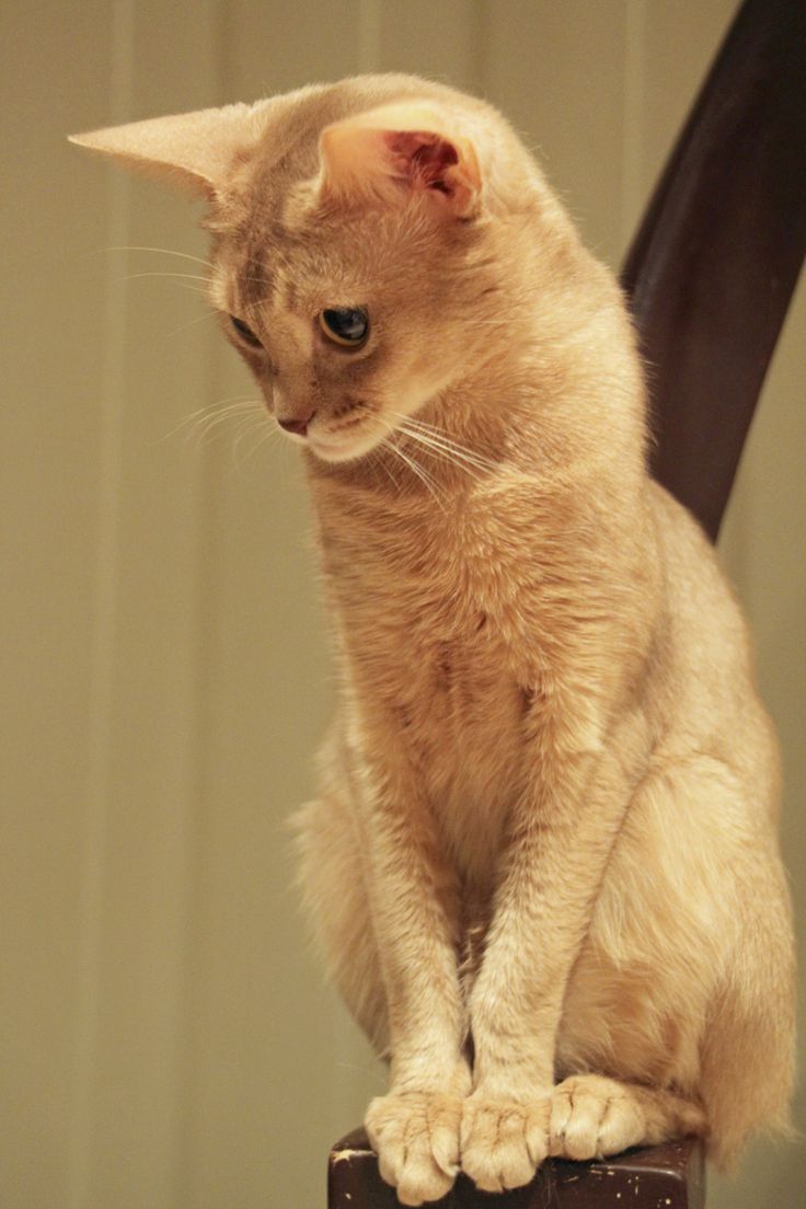 31 best Abyssinian cats images on Pinterest | Abyssinian cat, Cute ... 31 best Abyssinian cats images on Pinterest | Abyssinian cat, Cute ...
