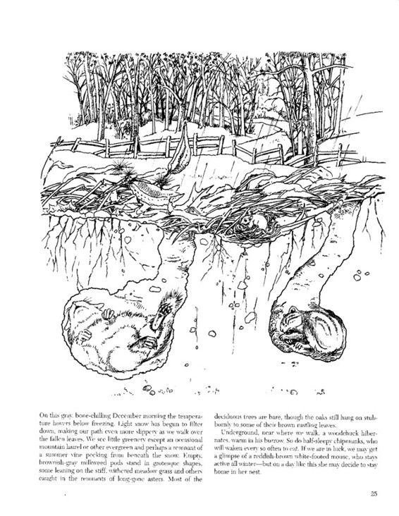 A Walk in the Woods coloring book Coloring books Walk in the woods Art