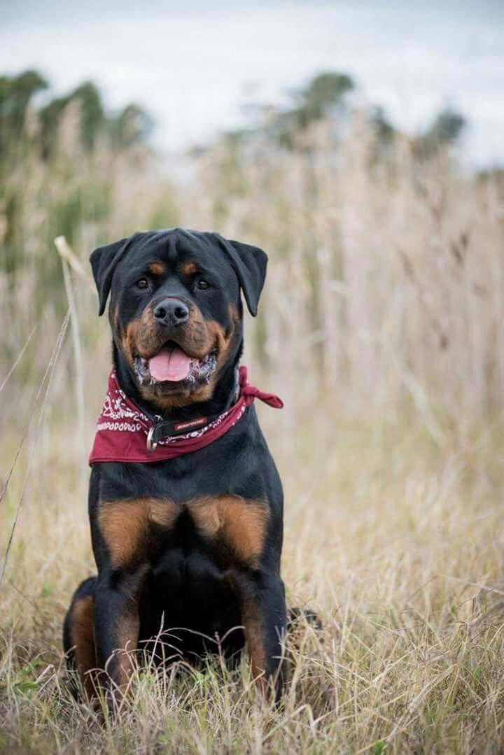 The Traits We Admire About The Calm Rottweiler Puppy