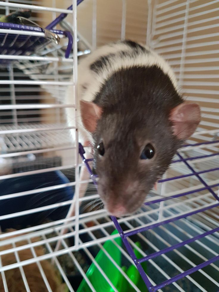 Fucking nun thumbs Pet rat peeing on himself