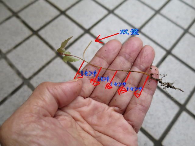 軸きり挿し芽論 芽 トウカエデ 盆栽 軸きり挿し芽論 芽 トウカエデ 盆栽