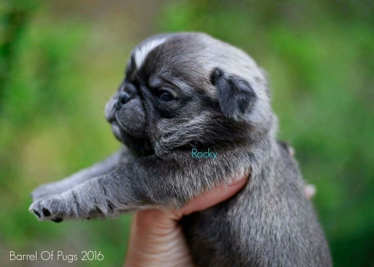 colors of pug dogs 20 best pug in strange colors images on colors colour and color schemes colors of pug dogs 20 best pug in strange colors images on colors colour and color schemes