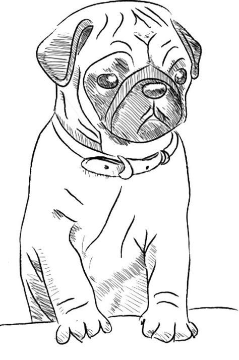 free printable drawing pages of cute pugs - Google Search | Dog drawing