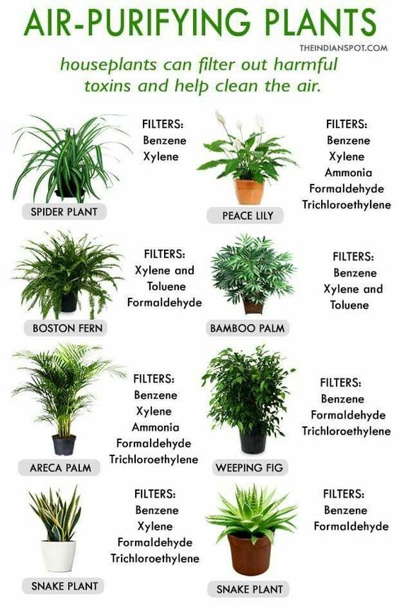Air Purifying Plants Usefull Indoor Bedroom Air Purifying Plants