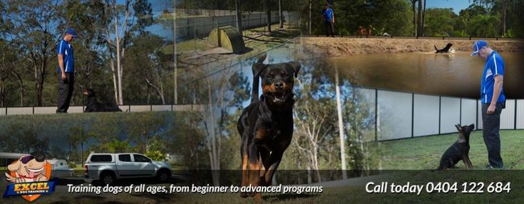 In Kennel Dog Training Brisbane In Kennel Dog Training Brisbane