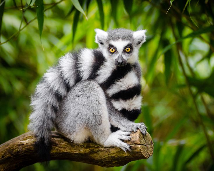 Ring-Tailed Lemur - Facts, Diet, Habitat & Pictures on Animalia.bio ...