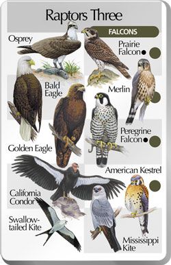 141 best eagles eagle feathers other feathers images on harpy eagle size chart