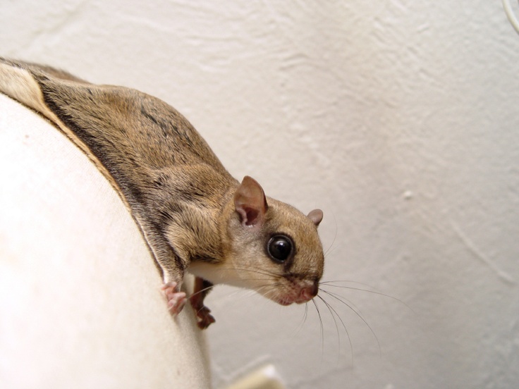 72 best flying squirrels images on pinterest squirrels flying squirrel and red squirrel 72 best flying squirrels images on pinterest squirrels flying squirrel and red squirrel