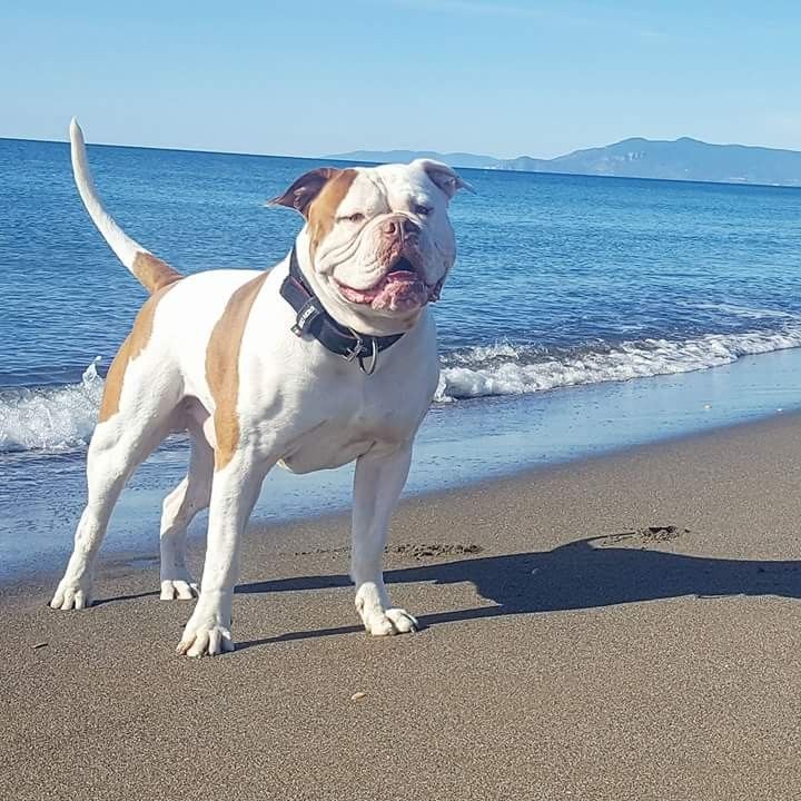 Pin By Manuel Guevara On American Bulldogs Bulldog Breeds