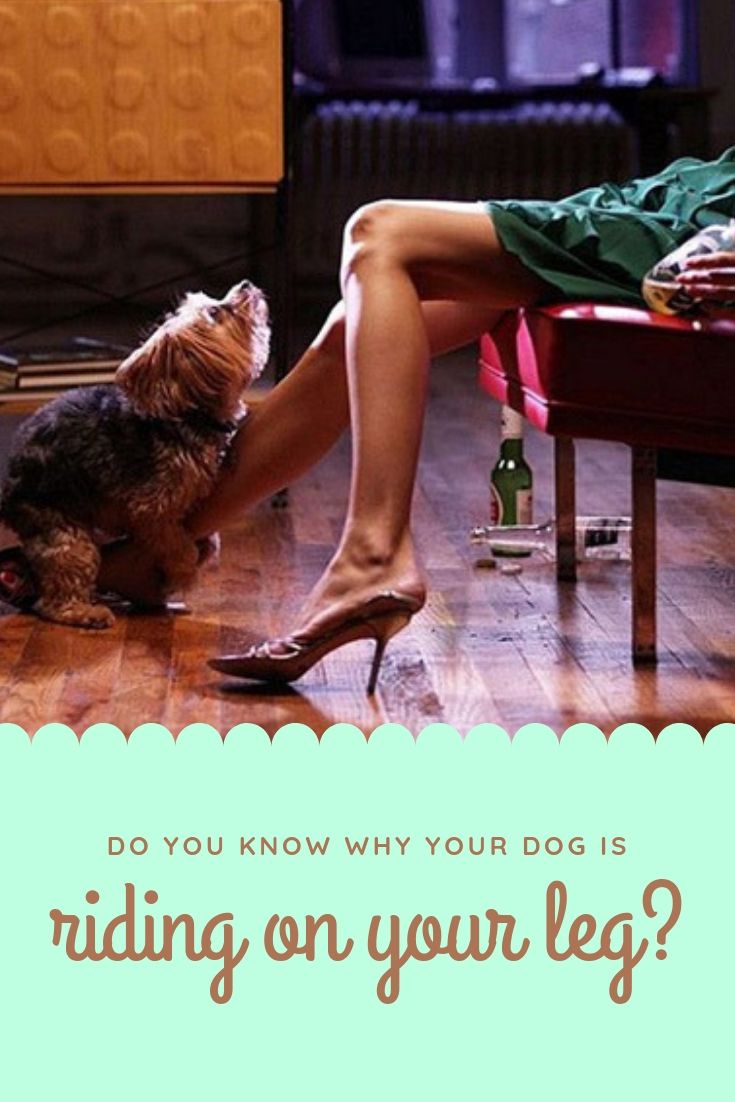 Do You Know Why Your Dog Is Riding On Your Leg Your Dog Dogs