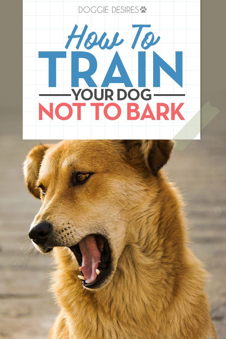 199 best Dog Training Tips | Dog Training Tips And Tricks
199 best Dog Training Tips | Dog Training Tips And Tricks