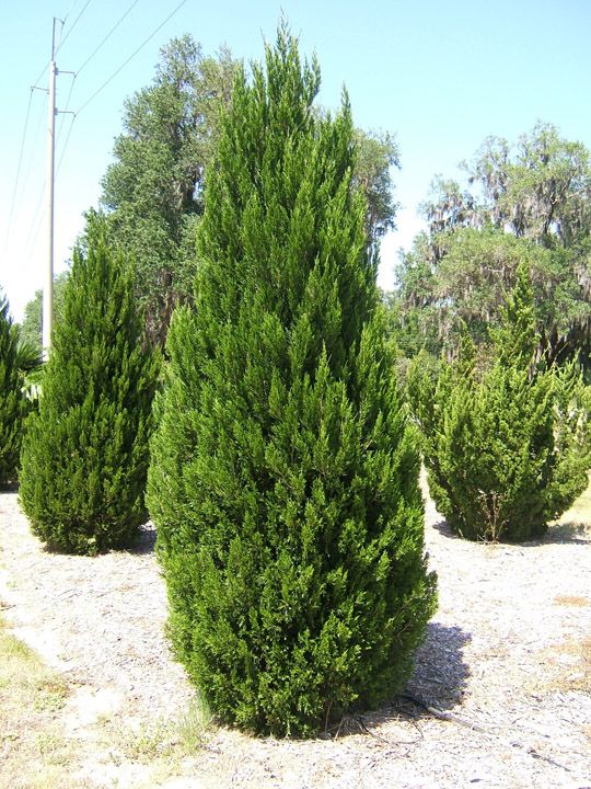Juniperus chinensis. C...