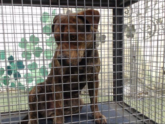 Www Petharbor Com Pet Sbco1 A712668 Pitbull Terrier Pitbulls