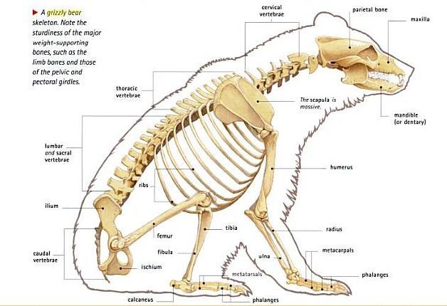 Image result for black bear skeleton diagram | Bear anatomy, Bear