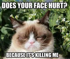 490 best grumpy cat love \u003c3 images on pinterest grumpy kitty 99a555d2a9d30a73d30484b78cc86cea grumpy kitty grumpy cat meme 490 best grumpy cat love \u003c3 images on pinterest grumpy kitty,Funny Clean Grumpy Cat Memes