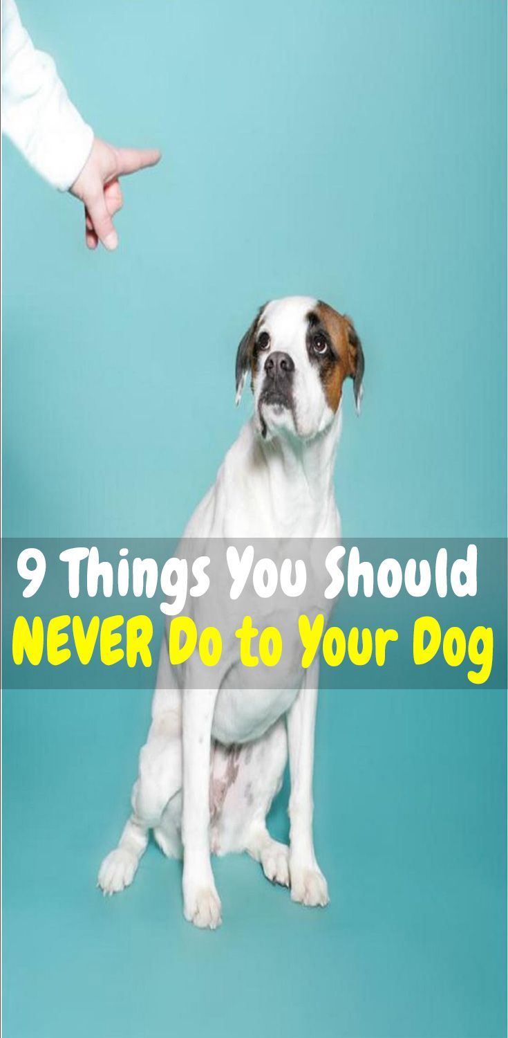 Worst Things You Can Do To Your Dog Keep Dog Healthy Dog