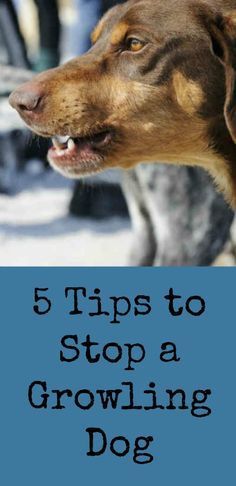 How To Stop Dogs Constant Grooming How To Stop Dogs Constant Grooming