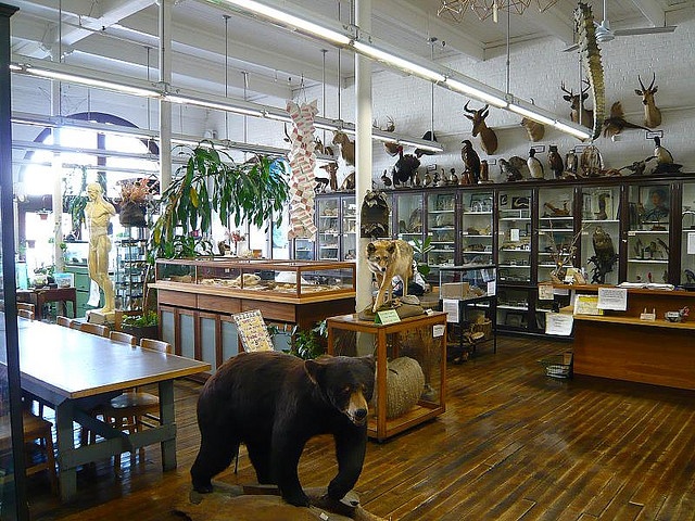 Taxidermy School Long Island Taxidermy School Long Island