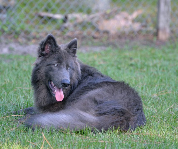 puppies for sale palm bay fl the 25 best king shepherd ideas on king german shepherd shepherd and puppies for sale palm bay fl the 25 best king shepherd ideas on king german shepherd shepherd and