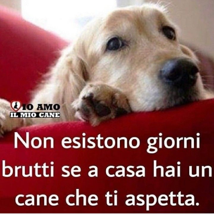 Lettera di addio al mio cane