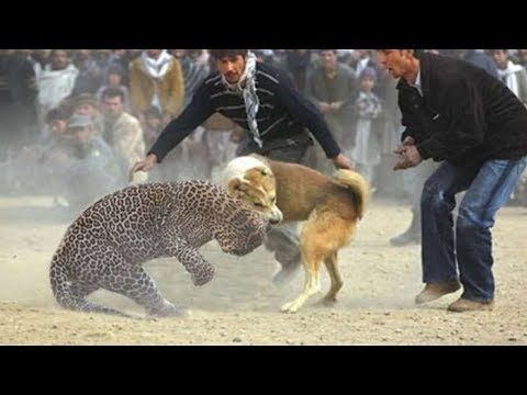 10 tiger vs tiger 9 grizzly vs grizzly 8 goat vs kangaroo 7