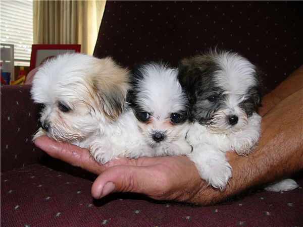 shih tzu depression best 25 maltese shih tzu ideas on maltese puppies shih tzu maltese mix shih tzu depression best 25 maltese shih tzu ideas on maltese puppies shih tzu maltese mix