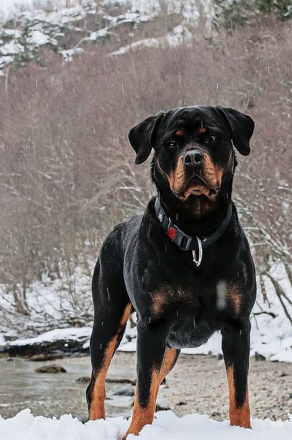 scary names for rottweilers 1510 best rottweiler images on rottweilers animals and puppies scary names for rottweilers 1510 best rottweiler images on rottweilers animals and puppies