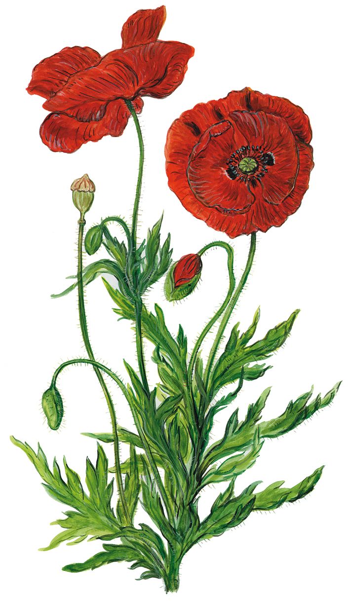 Klatschmohn Wasserfarbenblumen Mohn Tattoo vorlagen