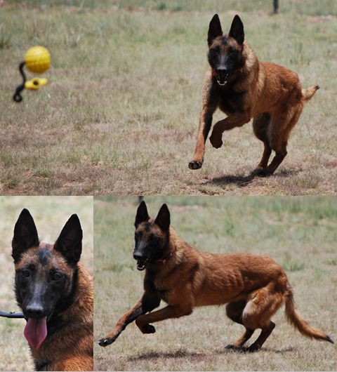 belgian sheepdog puppies for sale in michigan 718 best jack images on pinterest german shepherds belgium belgian sheepdog puppies for sale in michigan 718 best jack images on pinterest german shepherds belgium