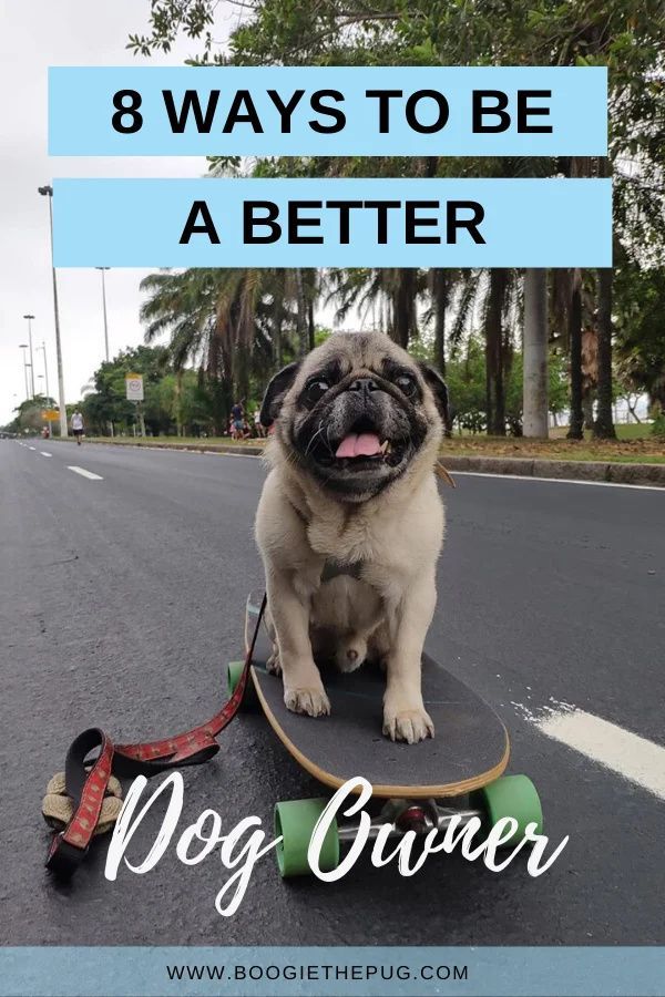 8 Ways To Be A Better Dog Owner In 2020 Best Dogs Dog Owners