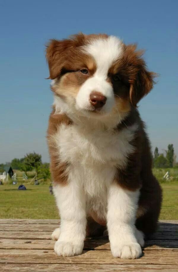 Red Merle Australian Shepherd Puppy
