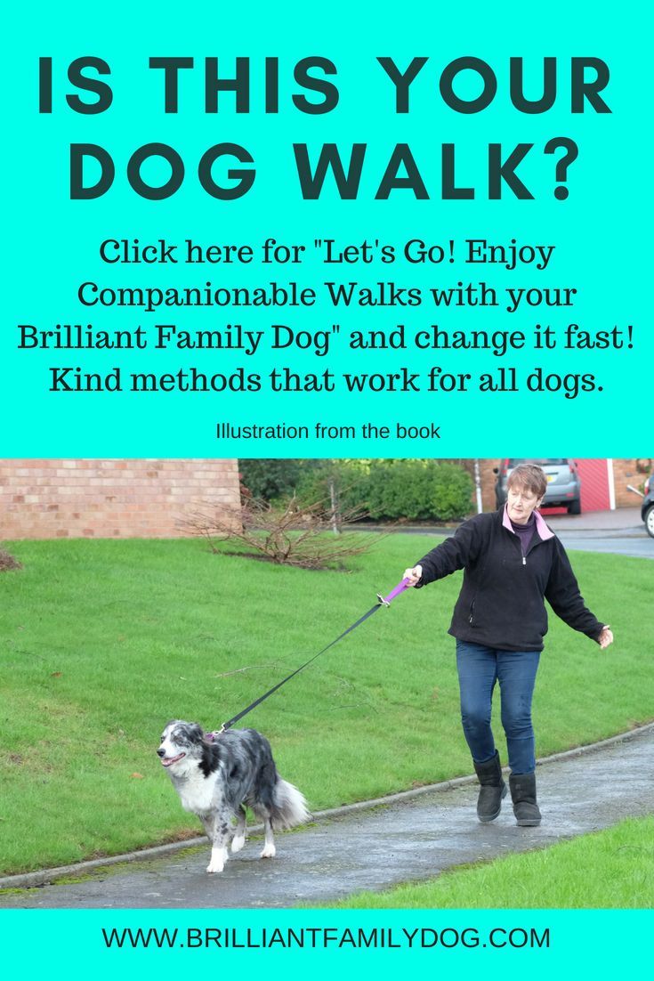 There S No Need To Be Hauled About By Your Enthusiastic Dog