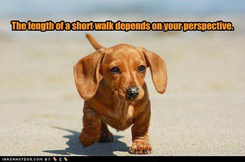 Dachshund Puppies Palm Beach County Dachshund Puppies Palm Beach County