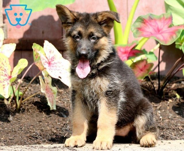 Dogs Central Usa All About Dogs And Puppies Dogs Adoptions Central Shiloh Shepherd Dog Shiloh Shepherd Shiloh Dog