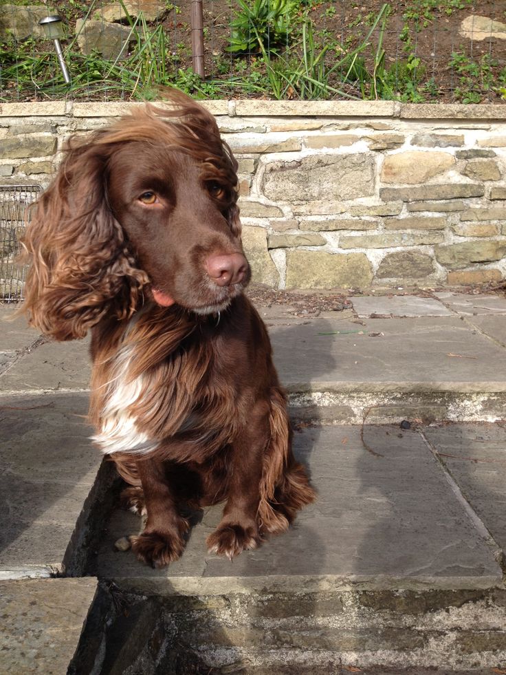 9 Best Spike Sprocker Spaniel Images On Pinterest Er Sprocker Spaniel Spikes Spaniels Er Riveting