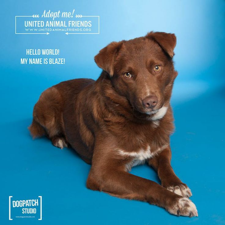 australian shepherd chocolate lab mix 74 best pets images on pinterest animals puppies and adorable australian shepherd chocolate lab mix 74 best pets images on pinterest animals puppies and adorable