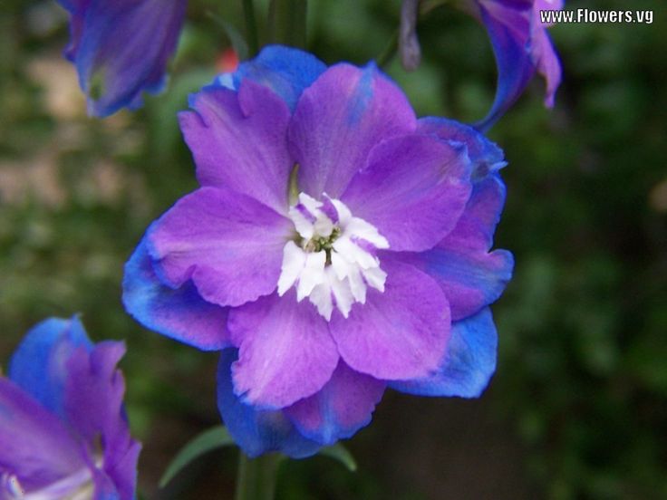 30 Best Blue And Purple Images On Pinterest Colors Pretty 30 Best Blue And Purple Images On Pinterest Colors Pretty Flowers