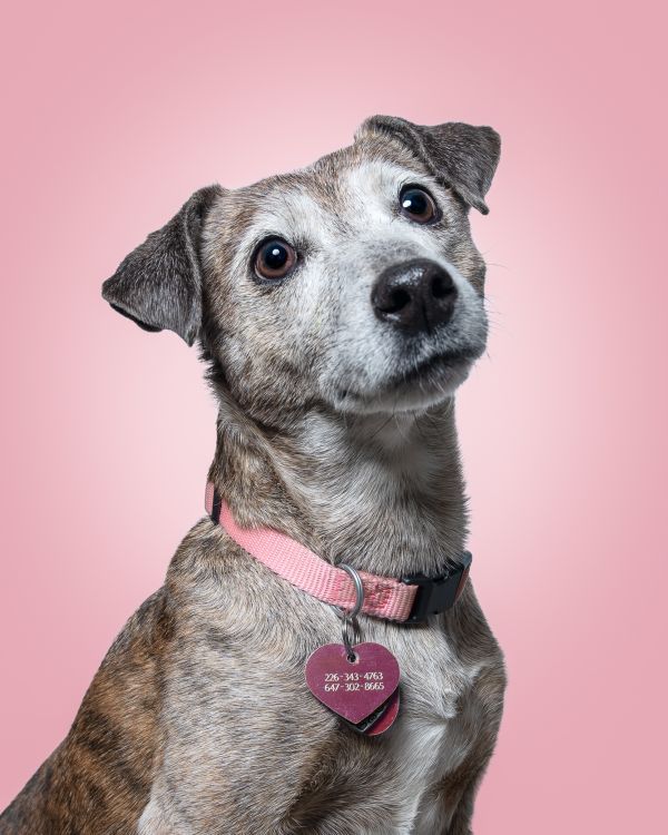 Dogs For Adoption Near Guelph On Petfinder Dog Adoption