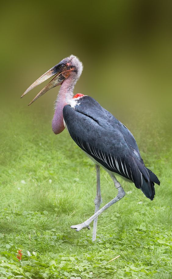 Marabou stork grabs a sick flamingo and tears it to shreds in Kenya Daily Mail O
