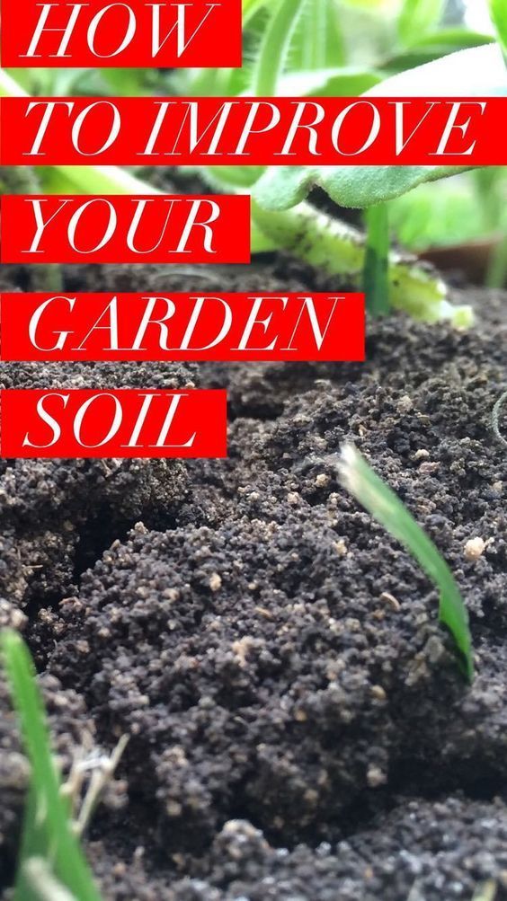 Learn How To Improve Your Garden Soil For A More Productive