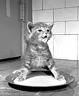 Walter Chandoha | Cat photography, Black, white